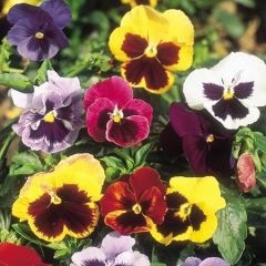 Karışık Renkli Dev Menekşe (Viola) Çiçeği Tohumu(50 tohum)