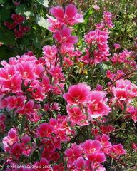 Pembe Güzeli Klarkiya Çiçeği Tohumu (100tohum)