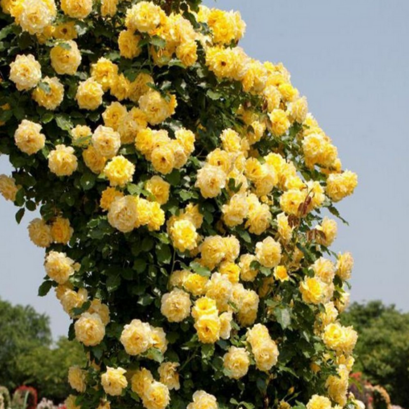 Tüplü Yediveren Golden Gate Sarı Kokulu Sarmaşık Gül Fidanı