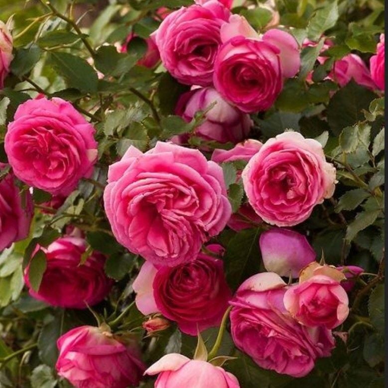 Tüplü Kokulu Rosa Rampicanti Pembe Sarmaşık Gül Fidanı