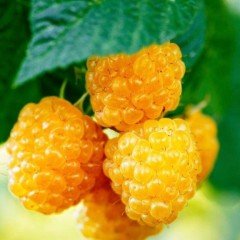 Tüplü Gold Sarı Ahududu Fidanı (Meyve Verme Durumunda)