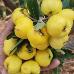 Tüplü Aşılı İri Meyveli Belen Sarı Alıç Fidanı (5 adet)