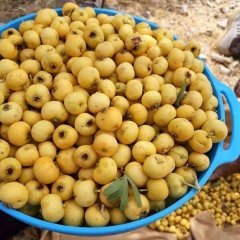 Tüplü Aşılı Yoğun Aromalı Belen Sarı Alıç Fidanı