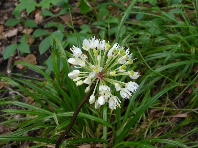 Beyaz Renkli Allium Çiçeği Tohumu (5 Tohum)