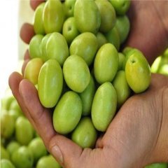Akdeniz İncisi Orta Boy Kırmalık Ham Sarıulak Zeytini (5 Kg)