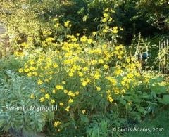 Swamp Marigold Kadife Çiçeği Tohumu (50 tohum)
