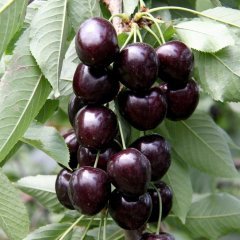 Tüplü İri Meyveli Kordia(Cordia)  Kiraz Fidanı