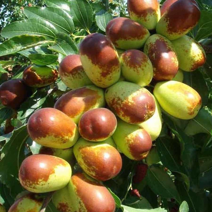 Tüplü İri Meyveli Hünnap Fidanı (80-120 cm Meyve Verme Durumunda)