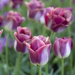 İthal Purple Özel Çeşit Kansas Proud Lale Soğanı (4 adet)