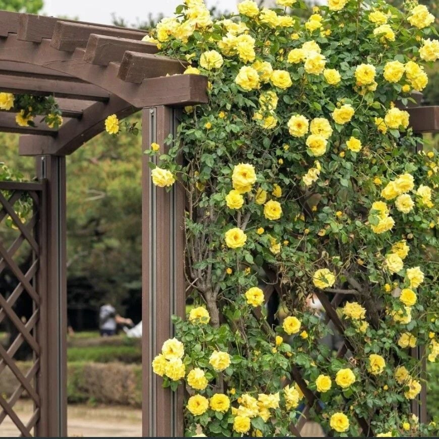 Tüplü Koleksiyonluk Rosalinda Sarı Yediveren Sarmaşık Gül Fidanı