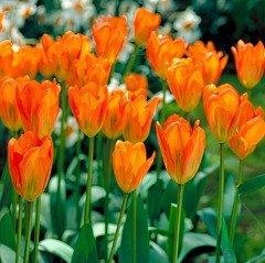 İthal Orange Glow Uzun Çiçekli Lale Soğanı (4 adet)