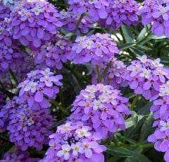 Candytuf İberis Çiçeği Tohumu (200 adet)