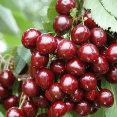 Tüplü Kendine Verimli Sweet Heart Kiraz Fidanı