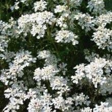 Rocket Candytuft İberis Çiçeği Tohumu (100 tohum)