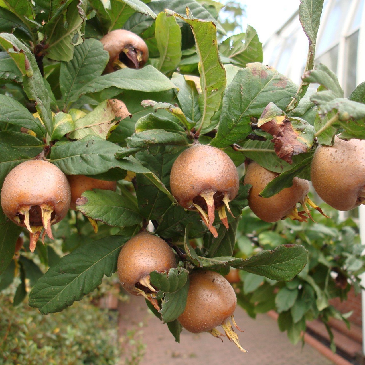 Tüplü İri Meyveli Jumbo Döngel Muşmula Fidanı (120-180 cm)