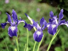 Blue Love İris Çiçeği Tohumu (20 Tohum)