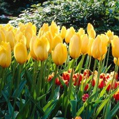 İthal Özel Reviva Yellow Lale Soğanı(4 Soğan)