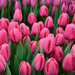 İthal Carola Pembe Renk Lale Soğanı (5 Soğan)