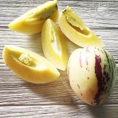 Tüplü Basık Uzun Meyveli Puzol Pepino Fidanı