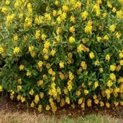 Golden Shower Thryallis Ağacı Tohumu (10 tohum)