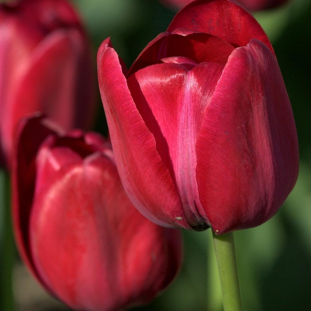 İthal İlle de France Özel Seri Kırmızı Lale Soğanı (5 Soğan)