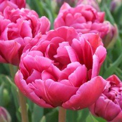 İthal Margaritta Özel Seri Dark Pink Lale Soğanı (5 Soğan)
