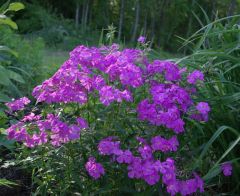 Marsh Phlox Çiçeği Tohumu (5 tohum)