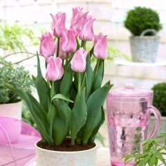 İthal Pembe Miss Elegance Ottoman Lale Soğanı (5 Soğan)