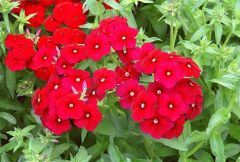 Red Love Floks Çiçeği Tohumu (100 tohum)