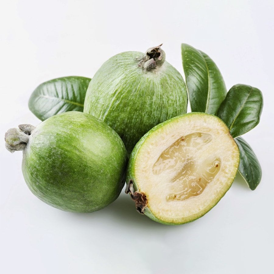 Tüplü Kaymak Ağacı Feijo Fidanı(3 Yaş Saksıda)