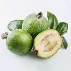 Tüplü Kaymak Ağacı Feijo Fidanı(3 Yaş Saksıda)