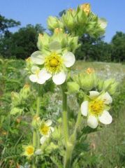 Potentilla arguta Çiçeği Tohumu (100 tohum)