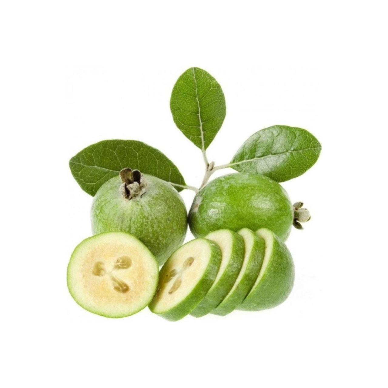 Tüplü Kaymak Ağacı Feijoa Fidanı