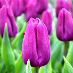 İthal Purple Princess Özel Seri Mor Lale Soğanı (5 Soğan)