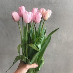 İthal Rose Flag Özel Seri İri Kafa Pembe Lale Soğanı (5 Soğan)
