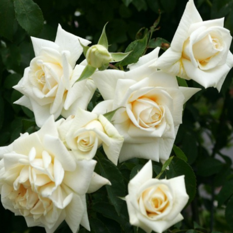 Tüplü Yediveren İlse Krohn Superior Sarmaşık Beyaz Kokulu Gül Fidanı