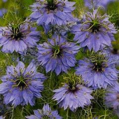 Love in a Mist Çiçeği Tohumu (100 tohum)