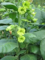 Midewiwan Sacred Tobacco Çiçeği Tohumu (40 tohum)