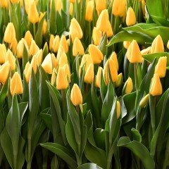İthal Yellow Flight Özel Çeşit Sarı Renk Lale Soğanı (5 Soğan)