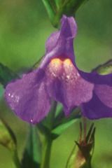 Mimulus Monkey Çiçeği Tohumu (100 tohum)