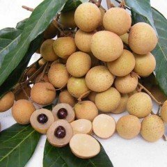Tüplü Ejderha Gözü Longan Fidanı