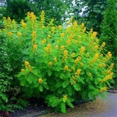 Nadir Senna Hebecarpa Çiçeği Tohumu (25 Tohum)