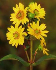 Nadir Silphium Integrifolium Çiçeği Tohumu (20 tohum)