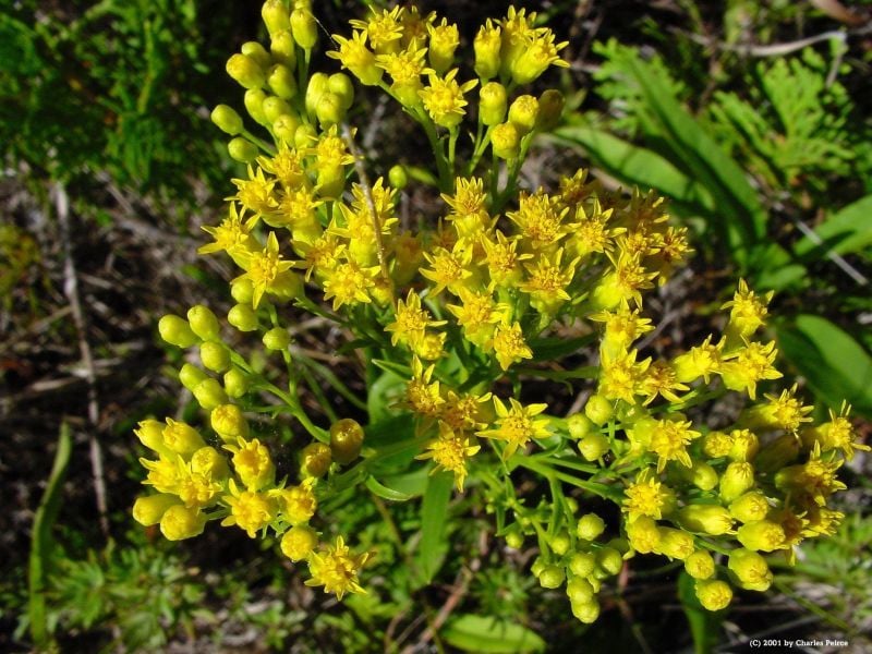 Solidago Çiçeği Tohumu (100 tohum)
