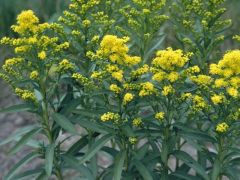 Stiff Goldenrod Çiçeği Tohumu (100 tohum)