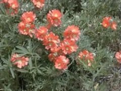 Scarlet Globe Mallow Çiçeği Tohumu (50 tohum)