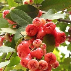 Tüplü Özel Üretim Gül Elması (Java Apple)  Fidanı
