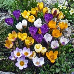 Karışık Renkli Crocus Mixed Çiğdem Soğanı(100 adet)