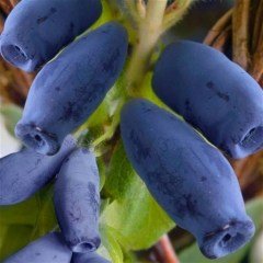 Tüplü Bal Yemişi(Honeyberry)  Fidanı