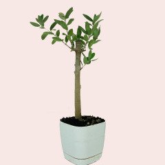 Lüks Beyaz Saksılı Uzun Ömürlü Bonsaiye Uygun Zeytin Fidanı (Bedava Kargo)